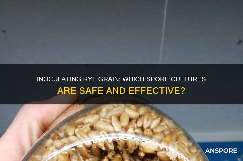 can you inoculate with any spore culture on rye grain