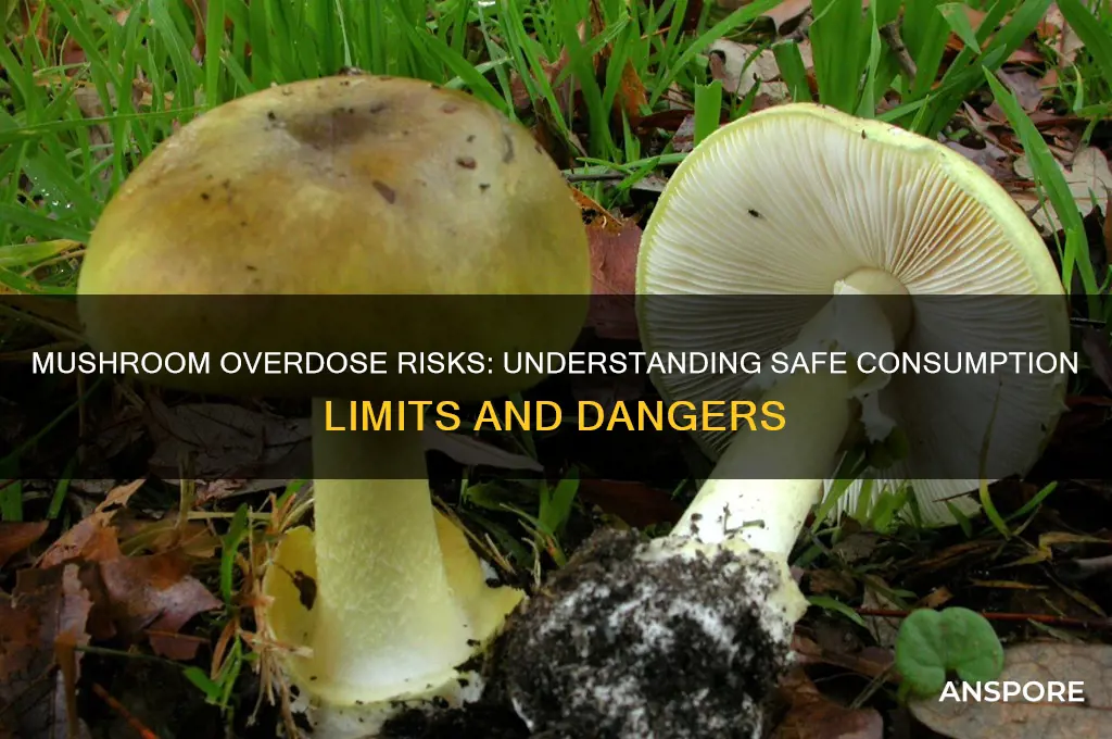 can you iverdose on mushrooms