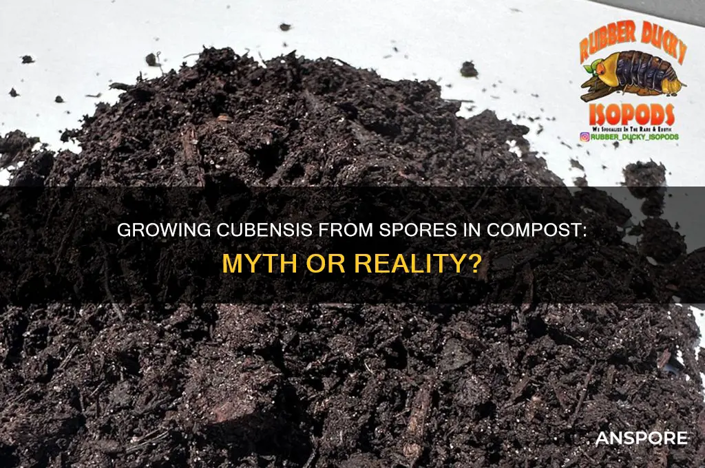 can you just throw spores into compost and grow cubensis