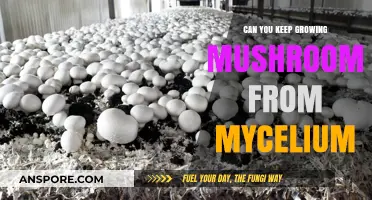 Growing Mushrooms Continuously: The Potential of Mycelium Reuse Explained