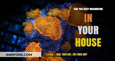 Keeping Mushrooms at Home: Benefits, Risks, and Best Practices