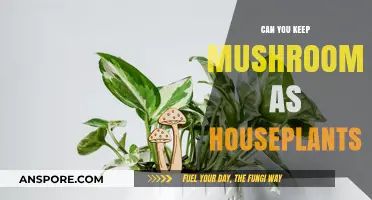 Mushrooms as Houseplants: A Unique Indoor Gardening Adventure