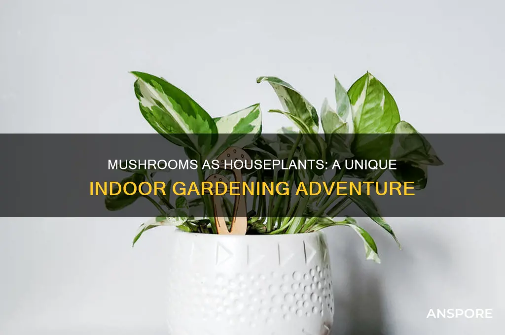 can you keep mushrooms as houseplants