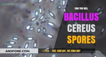 Eliminating Bacillus Cereus Spores: Effective Methods and Challenges Explained