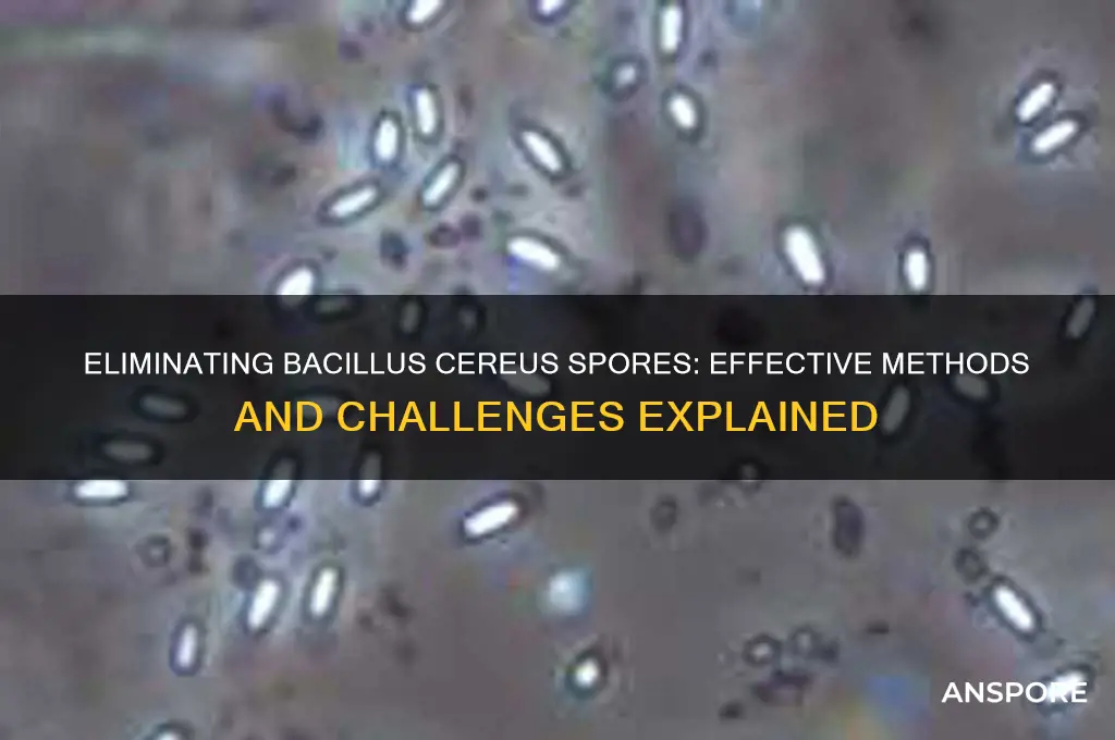 can you kill bacillus cereus spores