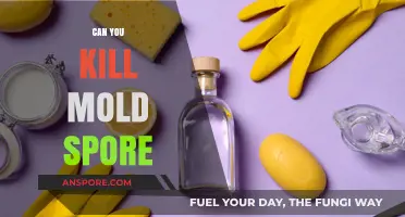 Can You Kill Mold Spores? Effective Methods and Prevention Tips
