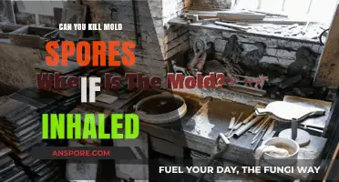 Inhaled Mold Spores: Can They Be Killed or Neutralized Effectively?