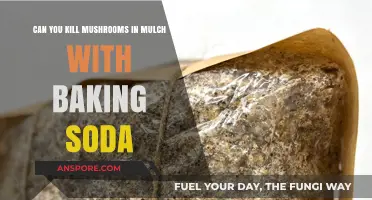 Baking Soda Solution: Eliminating Mushrooms in Mulch Effectively