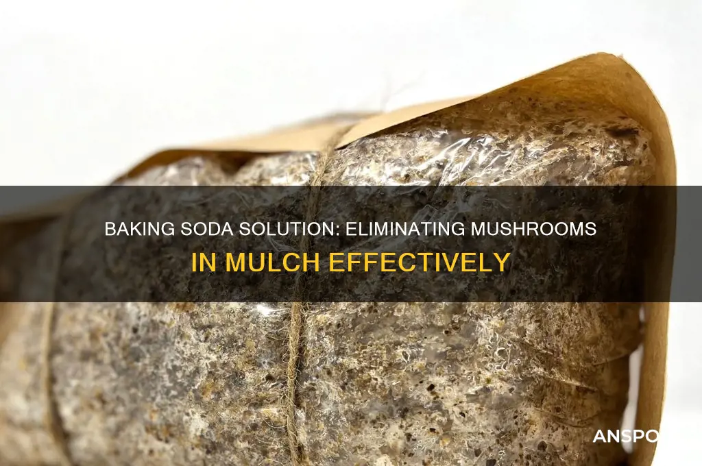 can you kill mushrooms in mulch with baking soda
