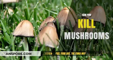 Can You Kill Mushrooms? Understanding Mushroom Eradication Methods