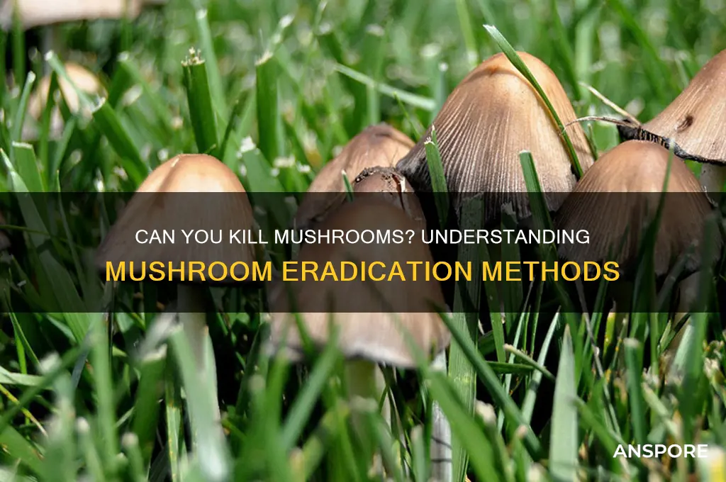 can you kill mushrooms