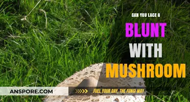 Lacing Blunts with Mushrooms: Risks, Effects, and Legal Concerns