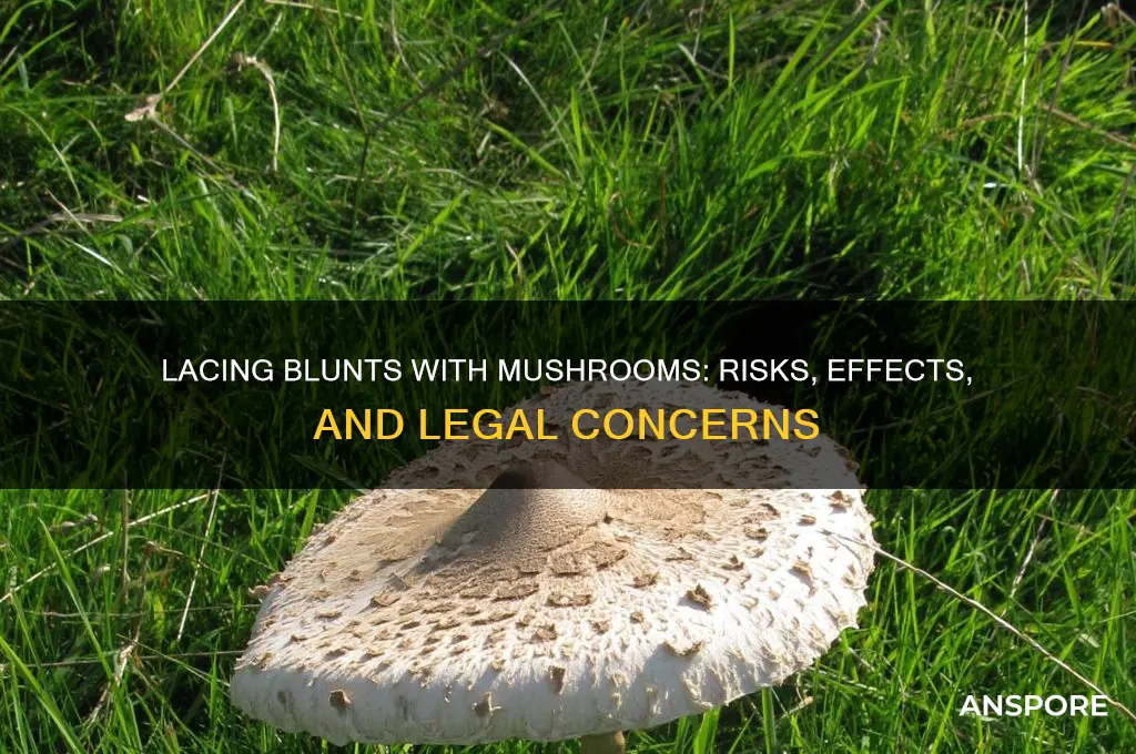 can you lace a blunt with mushrooms