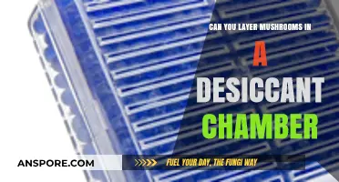 Layering Mushrooms in Desiccant Chambers: Techniques and Best Practices