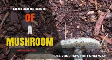 Detoxifying Mushrooms: Can You Safely Leach Out Their Toxins?
