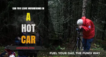 Leaving Mushrooms in a Hot Car: Risks and Food Safety Tips