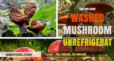 Should Washed Mushrooms Be Refrigerated? Storage Tips and Safety