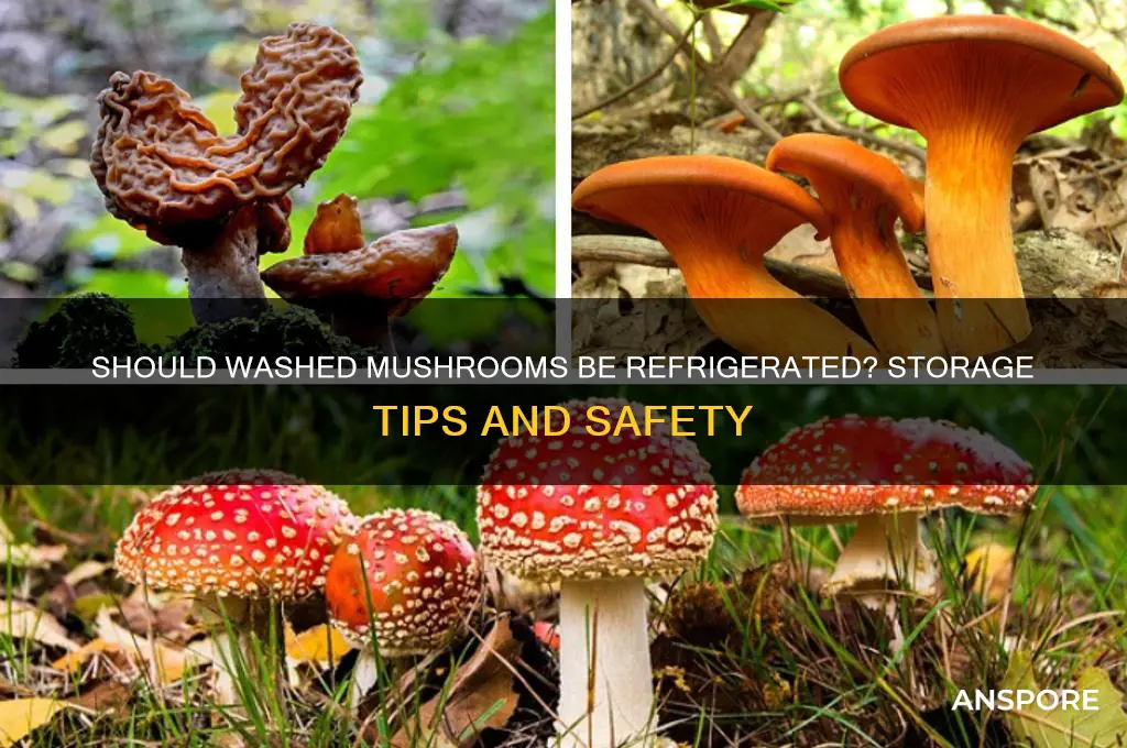 can you leave washed mushrooms unrefrigerated
