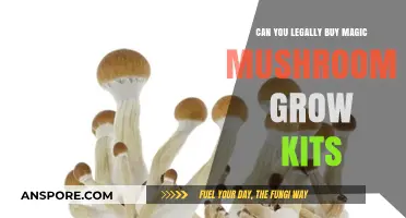 Legally Growing Magic Mushrooms: Are Grow Kits Permitted in Your Area?