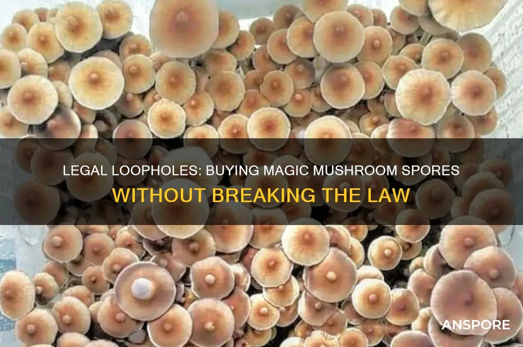 can you legally buy magic mushroom spores