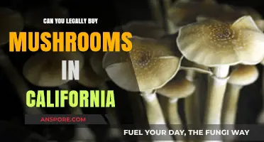 Legal Mushroom Purchases in California: What You Need to Know