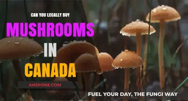 Legal Mushroom Purchases in Canada: What You Need to Know