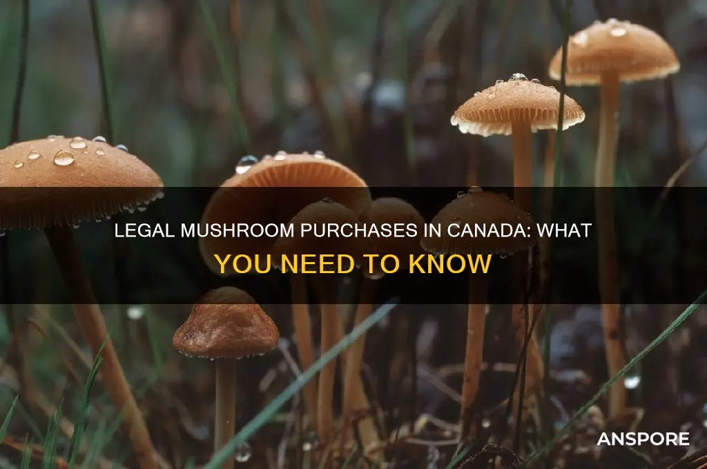 can you legally buy mushrooms in canada