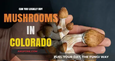 Legal Psilocybin Mushrooms in Colorado: What You Need to Know