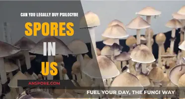 Legal Psilocybe Spores in the US: What You Need to Know