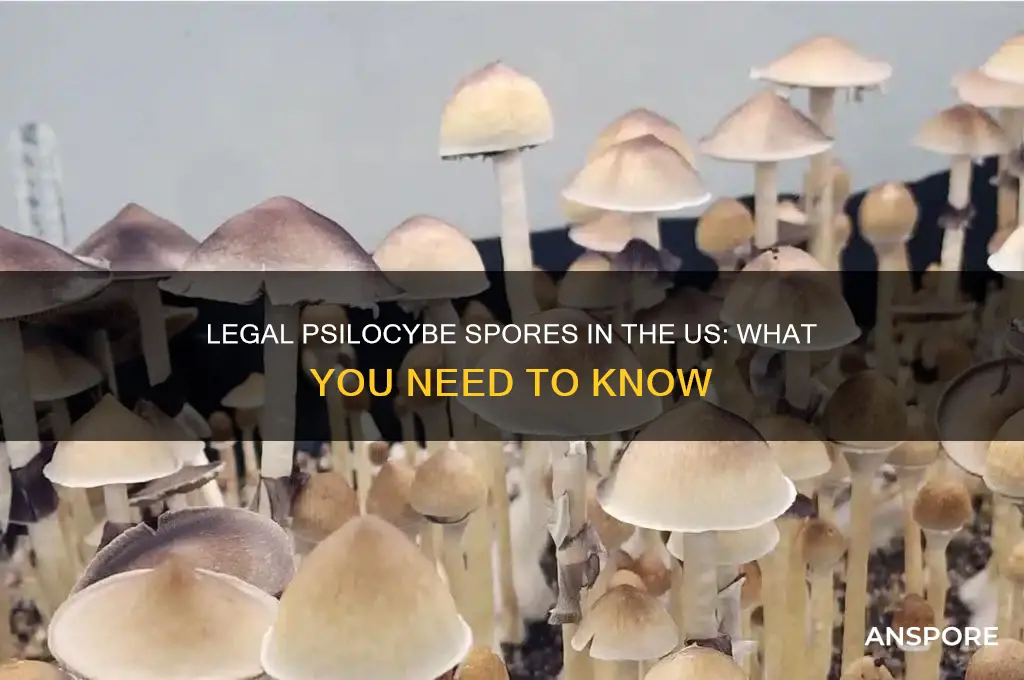 can you legally buy psilocybe spores in us