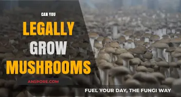 Legal Mushroom Cultivation: What You Need to Know Before Growing