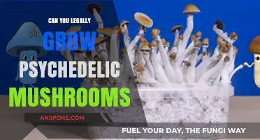 Legal Psychedelic Mushroom Cultivation: What You Need to Know
