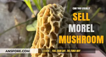 Legally Selling Morel Mushrooms: Understanding Regulations and Permits