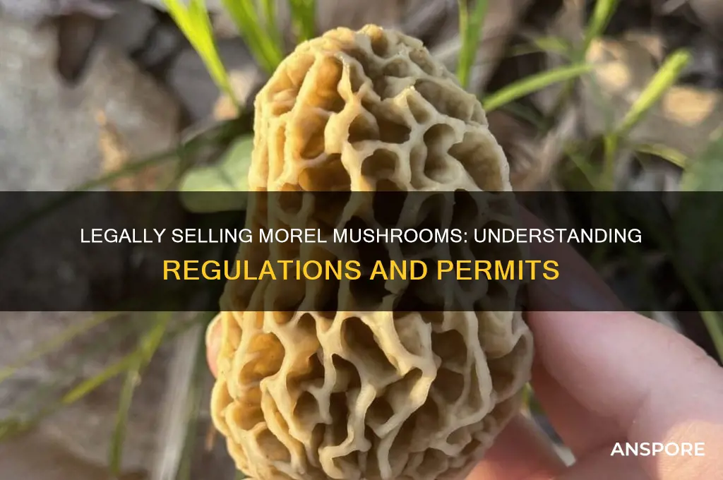 can you legally sell morel mushrooms