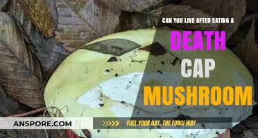 Surviving the Death Cap: What Happens After Ingesting This Toxic Mushroom?