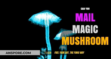 Mailing Magic Mushrooms: Legal Risks and Postal Regulations Explained