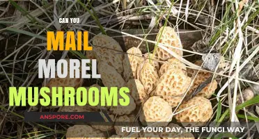 Mailing Morel Mushrooms: Tips, Legality, and Best Practices for Shipping