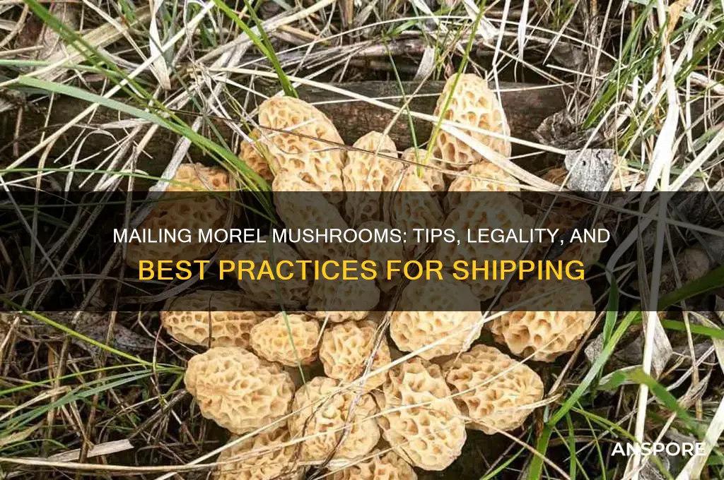 can you mail morel mushrooms