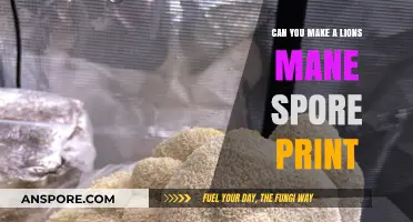 Creating Lion's Mane Spore Prints: A Step-by-Step Guide for Beginners