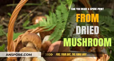 Creating Spore Prints from Dried Mushrooms: A Comprehensive Guide