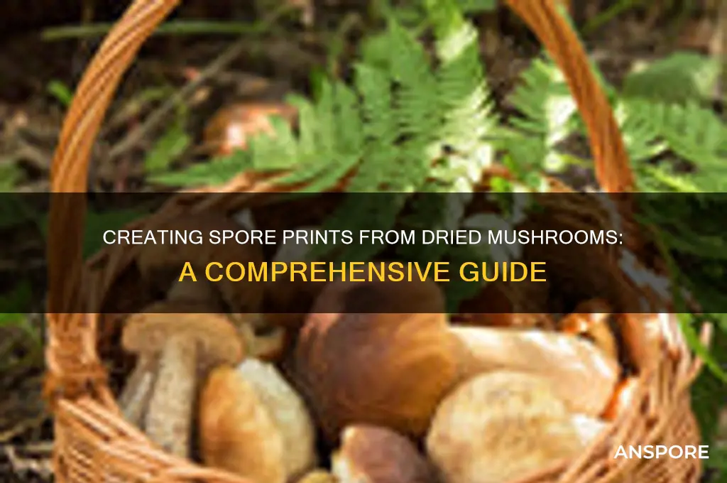can you make a spore print from dried mushrooms
