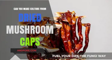 Cultivating Culture: Creating Traditions from Dried Mushroom Caps