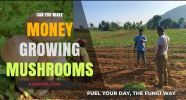 Profitable Mushroom Farming: How to Earn Growing Gourmet Fungi