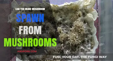 Creating Mushroom Spawn: A Guide to Using Fresh Mushrooms