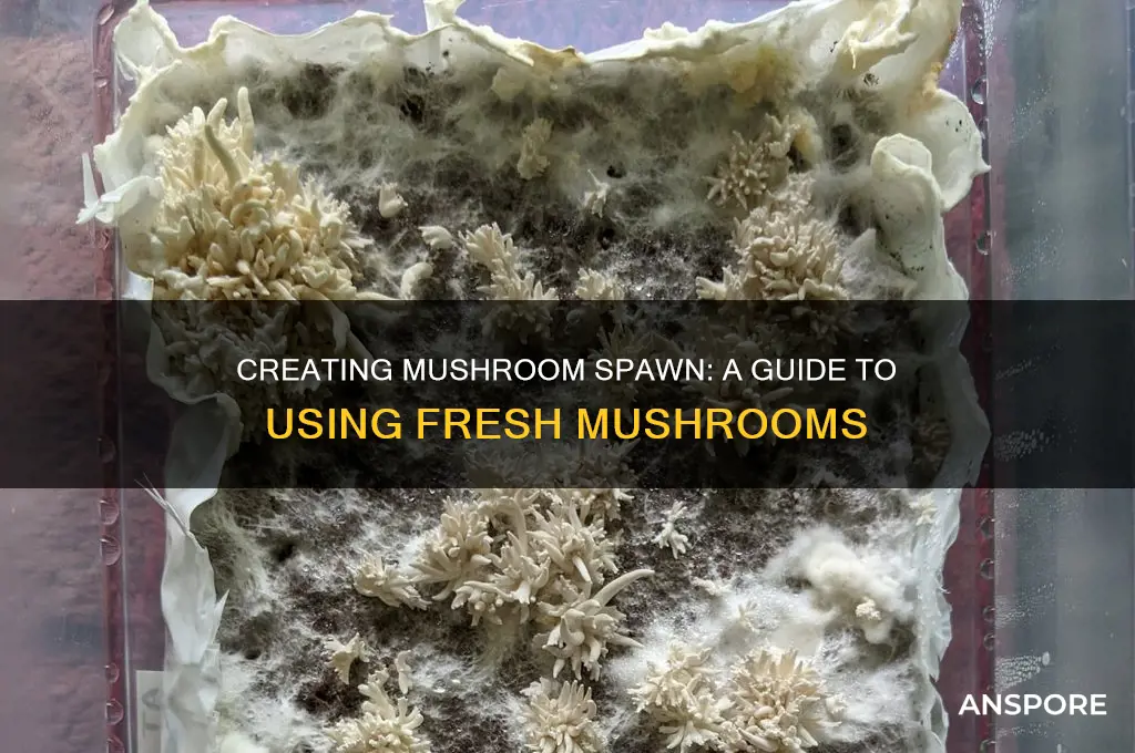 can you make mushroom spawn from mushrooms