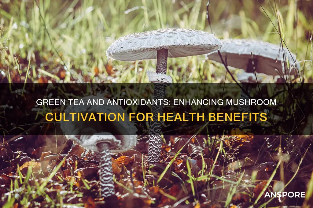 can you make mushrooms with green tea and antioxidants