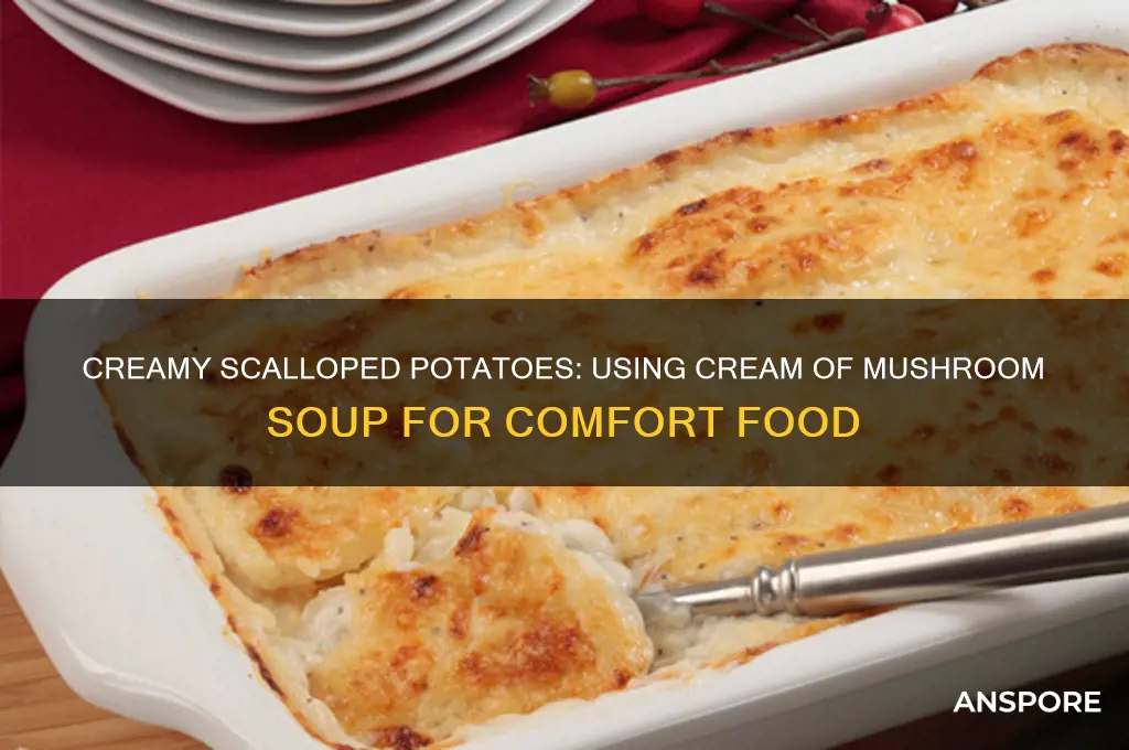can you make scalloped potatoes with cream of mushroom soup