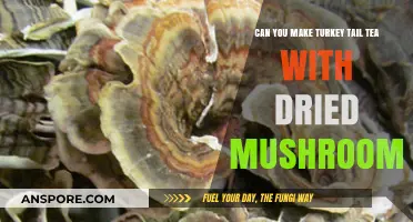 Brewing Turkey Tail Tea: Using Dried Mushrooms for Wellness Benefits