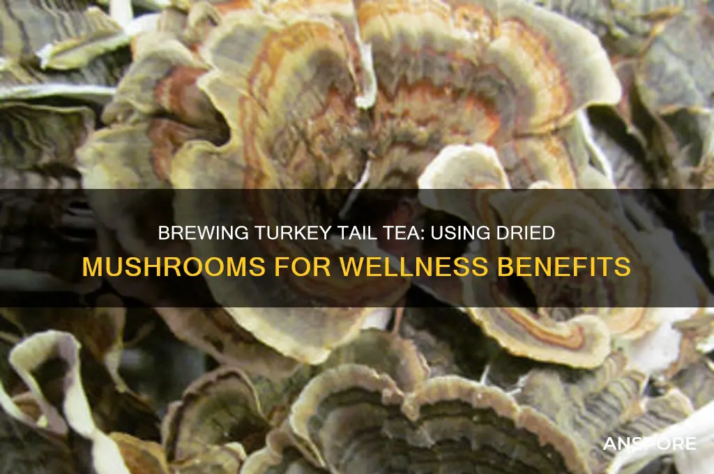 can you make turkey tail tea with dried mushrooms