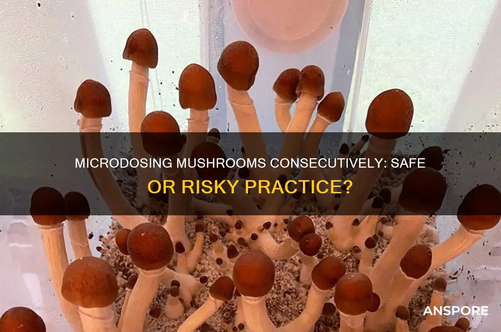 can you microdose mushrooms 2 days in a row